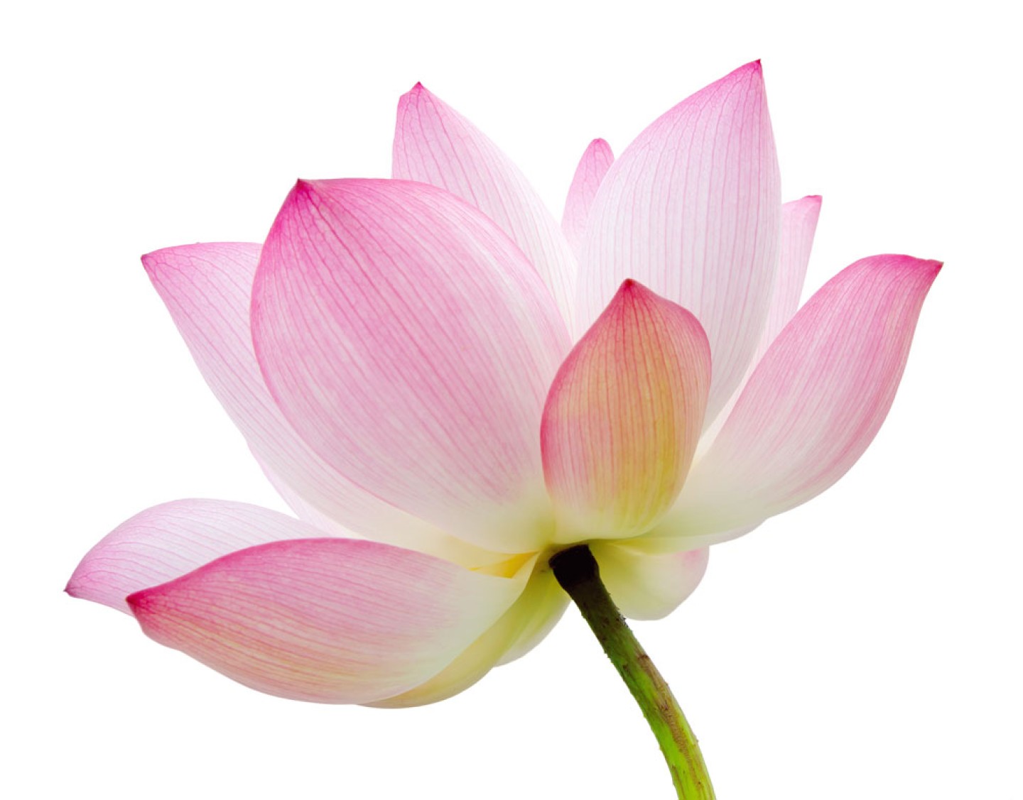 bigstock-Lotus-flower-isolated-on-white-59304950-lite